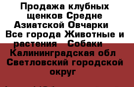 Продажа клубных щенков Средне Азиатской Овчарки - Все города Животные и растения » Собаки   . Калининградская обл.,Светловский городской округ 